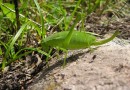 Isophya sp. ©  S.Beshkov